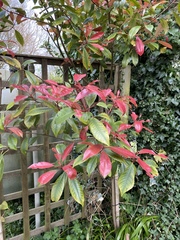 Photinia × fraseri