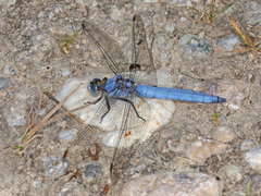Orthetrum brunneum