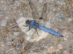 Orthetrum brunneum