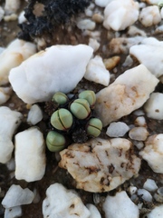 Argyroderma framesii