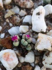 Argyroderma framesii