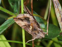 Autographa gamma
