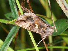 Autographa gamma