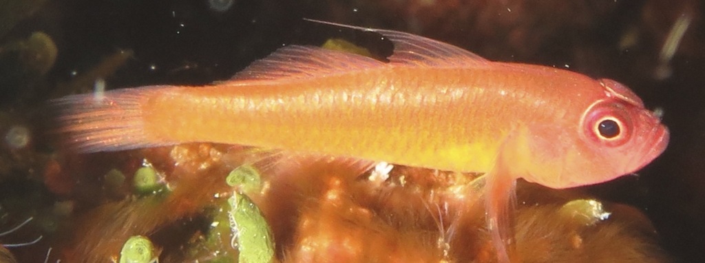 Red Dwarfgoby