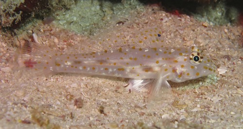 Pallid sandgoby (Fusigobius pallidus) — Gobiidae — 5