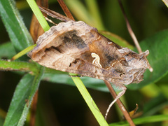Autographa gamma