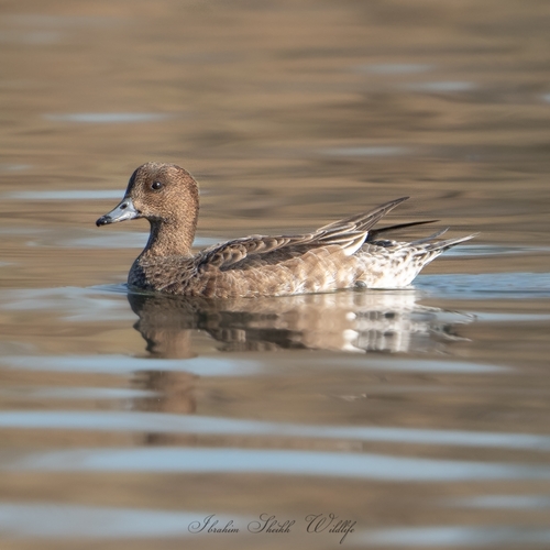 Eurasian Wigeon