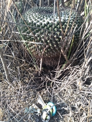 Mammillaria gigantea