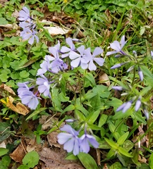 Phlox divaricata