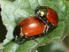 Chrysolina polita