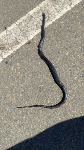 Black False Boa