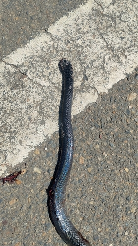 Black False Boa