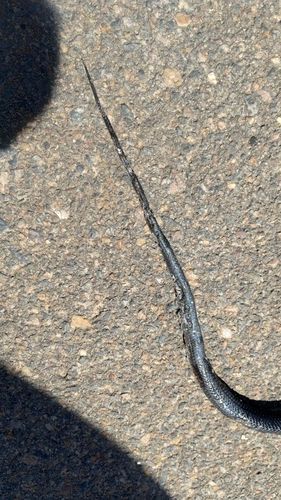 Black False Boa