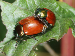 Chrysolina polita