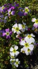 Malcolmia maritima