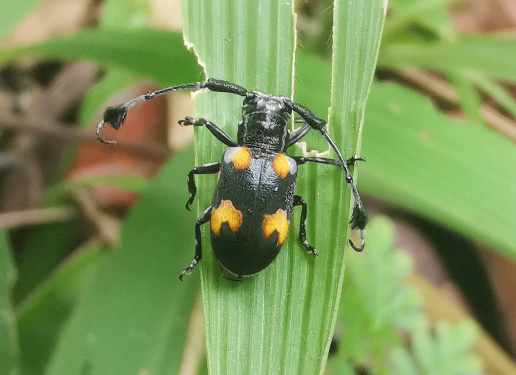 Pseudipocregyes