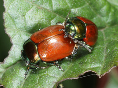 Chrysolina polita
