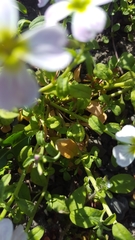Malcolmia maritima