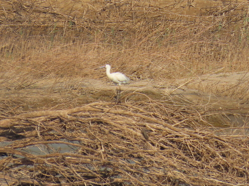 iNaturalist image