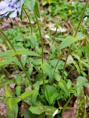 Phlox divaricata