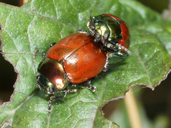 Chrysolina polita