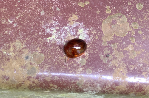 Leiochrodes observed 2026-05-17