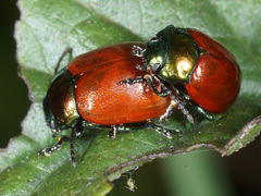 Chrysolina polita