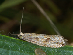Bactra lancealana