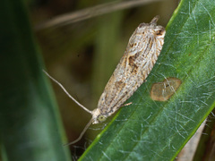 Bactra lancealana