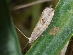 Bactra lancealana