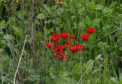 Ranunculus asiaticus
