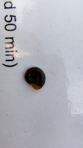 Posthornschnecke