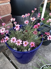 Argyranthemum frutescens