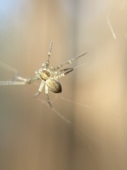 Philodromus dispar