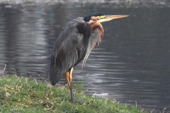 Ardea purpurea