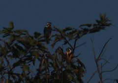 Microhierax caerulescens