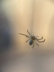 Philodromus dispar
