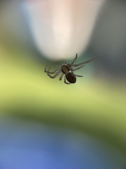 Philodromus dispar