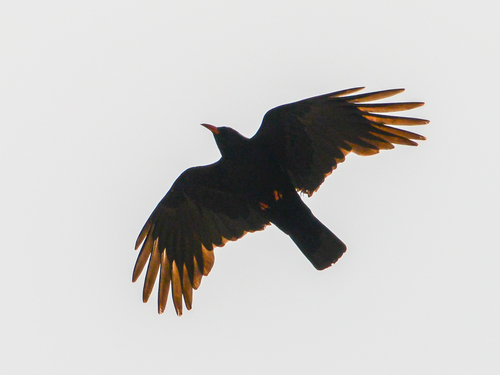 Chova piquirroja (Pyrrhocorax pyrrhocorax)
