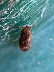 Mycetophagus quadriguttatus