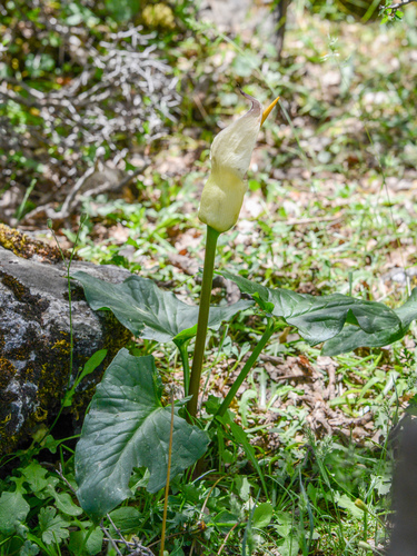 Arum idaeum, photograph 2