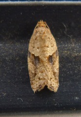 Argyrotaenia ivana