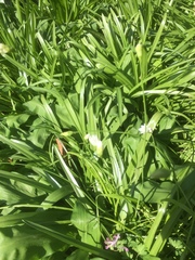 Allium ursinum