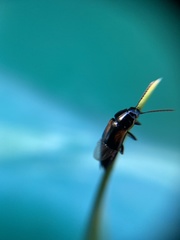 Tachinus subterraneus