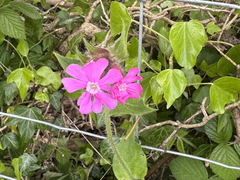 red campion red campion