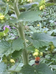 Scrophularia vernalis