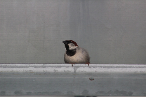 House Sparrow photographed in Massachusetts
