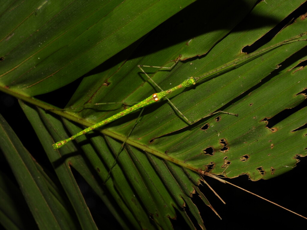 Necroscia adspersa