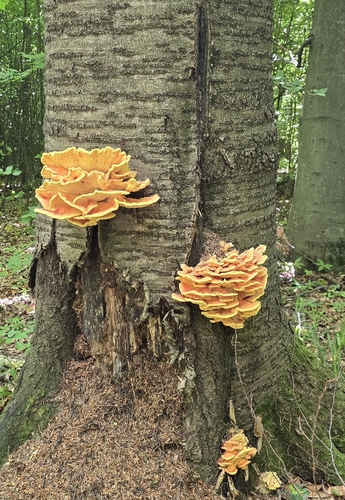 chicken of the woods