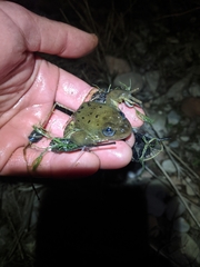 Rana luteiventris